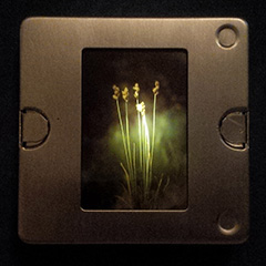brooch