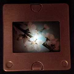 brooch